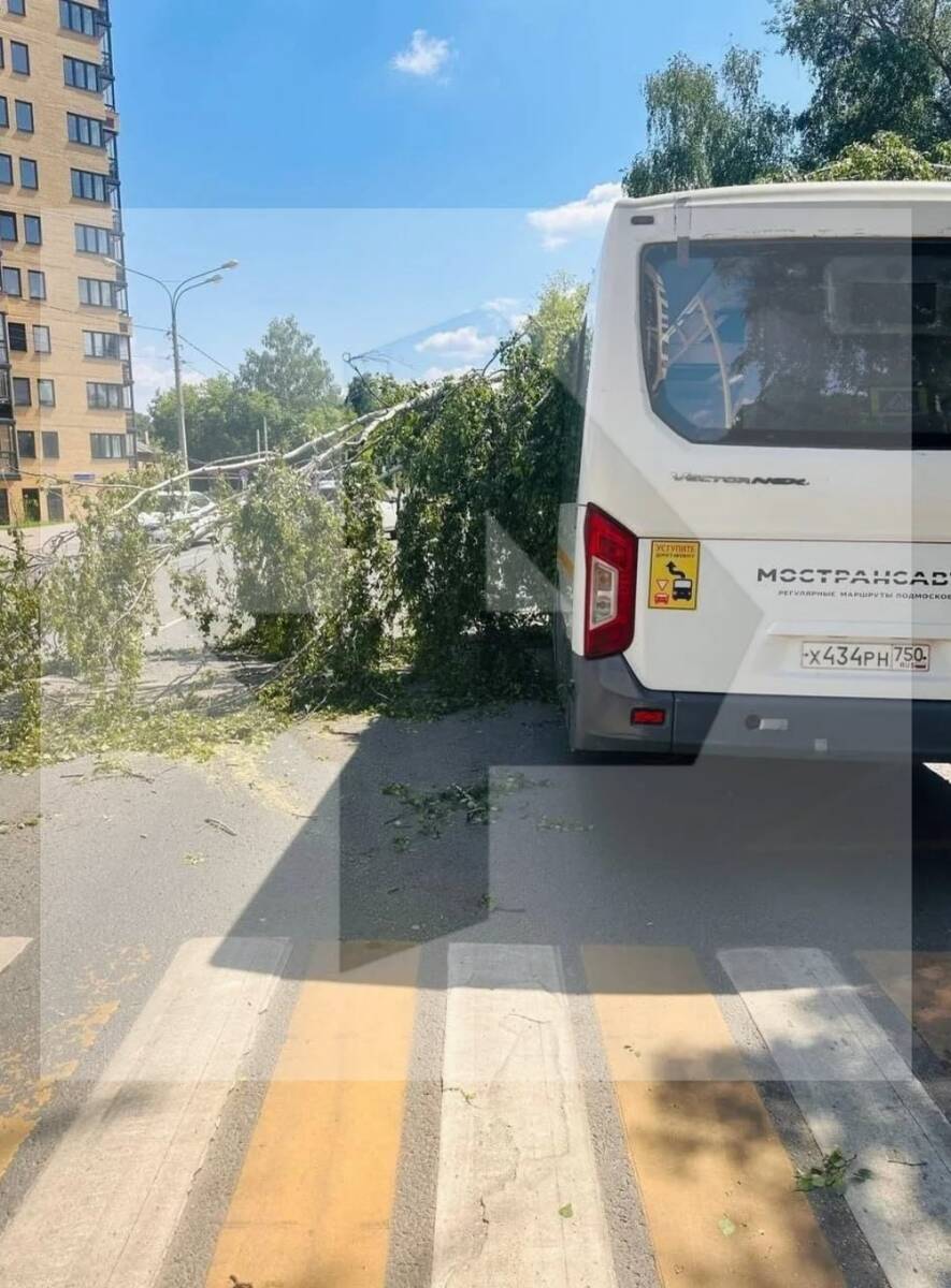 В Подмосковье дерево обрушилось на автобус с людьми в салоне